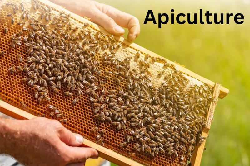 A beekeeper carefully holds a frame filled with buzzing bees, showcasing the intricate work of the hive.