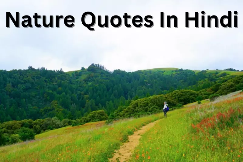 A person strolls along a scenic trail surrounded by vibrant wildflowers in a lush green field.