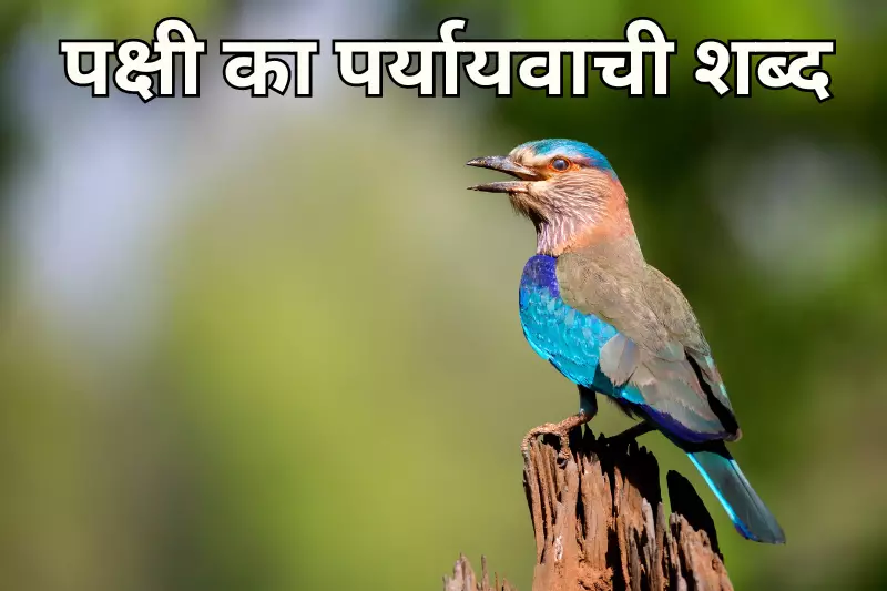 A blue and green bird perched gracefully on a tree stump, surrounded by natural greenery.