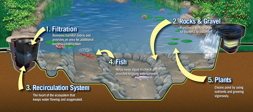 Pond Ecosystem