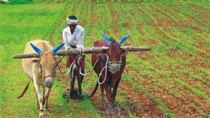 Indian Farmer life